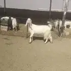 عنز مشروكه طيبه