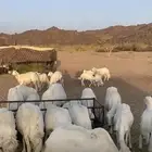 الضان الكفو. العدد 10. تحتها 12 مشروطه مضربه بعد بهمها