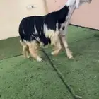 فحل نجدي مشروط