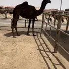 مفروده كفو