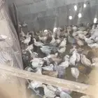 صوص دجاج عمر شهر او يزيد قليلا  مشكل