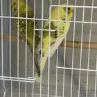 بادجي للبيع