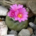 صبارات مستورده