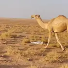 بكرة شقحا