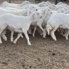 رخال حريات صنف