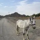 حصان شعبي عربي العمر 6 سنوات