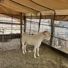 تيس بيشي ابرص صنف