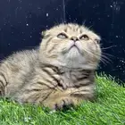 قطط سكوتش بيور