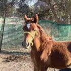 مهره شعبيه