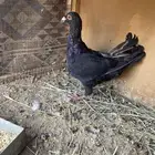 حمام كاريرات