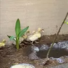 بط صغير للبيع الحبه 30