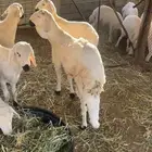 سواكن بيض جبره شحم فل مرابي 4 اشهر شي فاخر