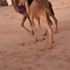 بكره مفروده