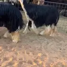 شاه نجديه صنف