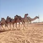 البل الكفوو