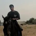 فحل فخم يفرض شخصيه بين الخيول