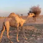 بكره تماميه مفروده كفو للبيع