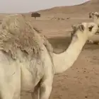 قعدان ثنين فل شحم
