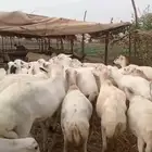 ضان رفيدي