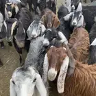 تيوس وعنقان