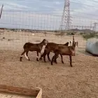 رخال سواكني