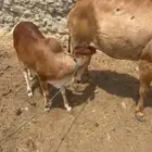 حسيله لبنيه