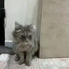 قطوها مع عيالها شيرازيه