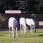 تدريب فروسيه