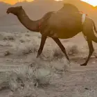 لقحه صفرا