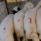 طليان حري ذبايح سعر جملة