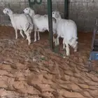 حريات رخال سمان بريه العمر خمس شهور