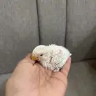 فرخ روز البينو ( تم البيع)