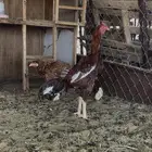 دجاج باكستاني