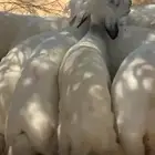 بهم حري
