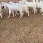 جفار مطورات خصصصم