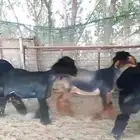للبيع جذعات عرب