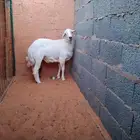 فحل جذع ينسف سليم من كل شي حري