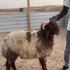 ذبايح نعيمي فاخر يوجد تمار