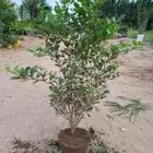 مشاتل حمضيات ليمون بن زهير واصناف اخرى