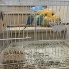 طيور شرورة