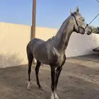 خيل عربيه اصيلة