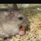 هامستر ونتر وايت