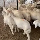 ذبايح حري وسط طيب