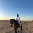 حصان شعبي