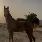 مهرة