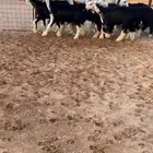 رخال نجد صنف