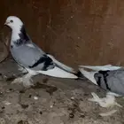 حمام صفاقي