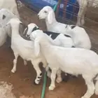 حريات متاومات