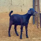 كلهاري اسود تم البيع