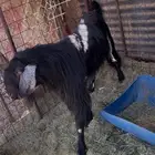 الشبحه